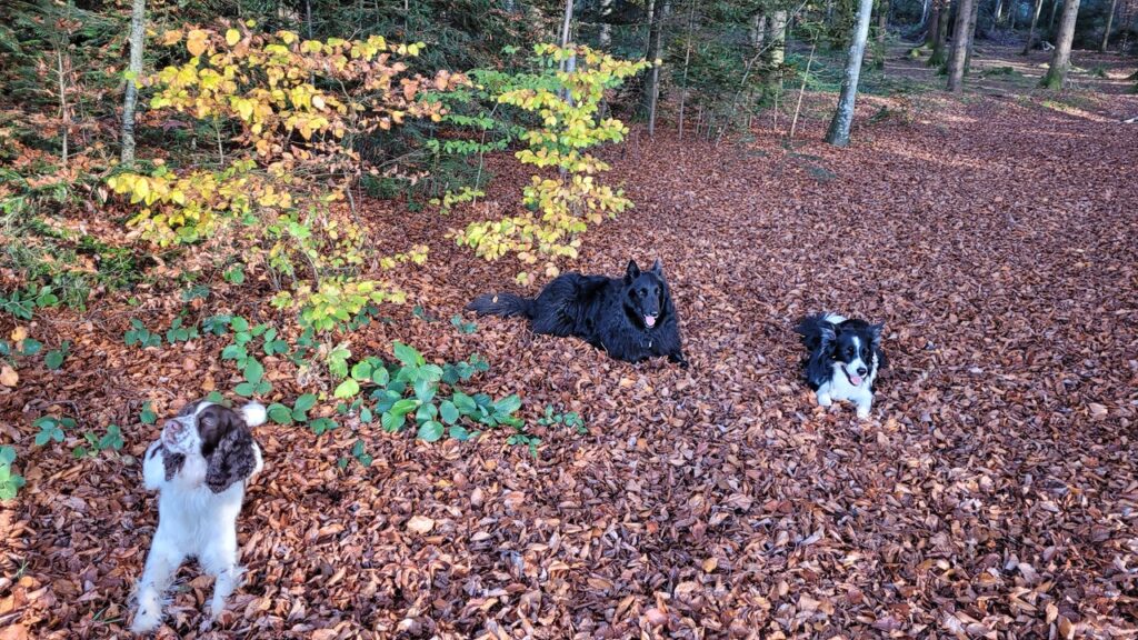 chiens, éducation canine, flair, parcours, balade éducative, forêt, terrain